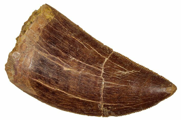 Serrated, Carcharodontosaurus Tooth - Gorgeous Tooth #241401